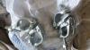 Image_38